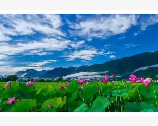 MT4手机端实时价格变化查看方法